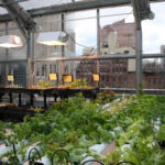 Vertical Farming: Obst und Gemüse unter einem Dach