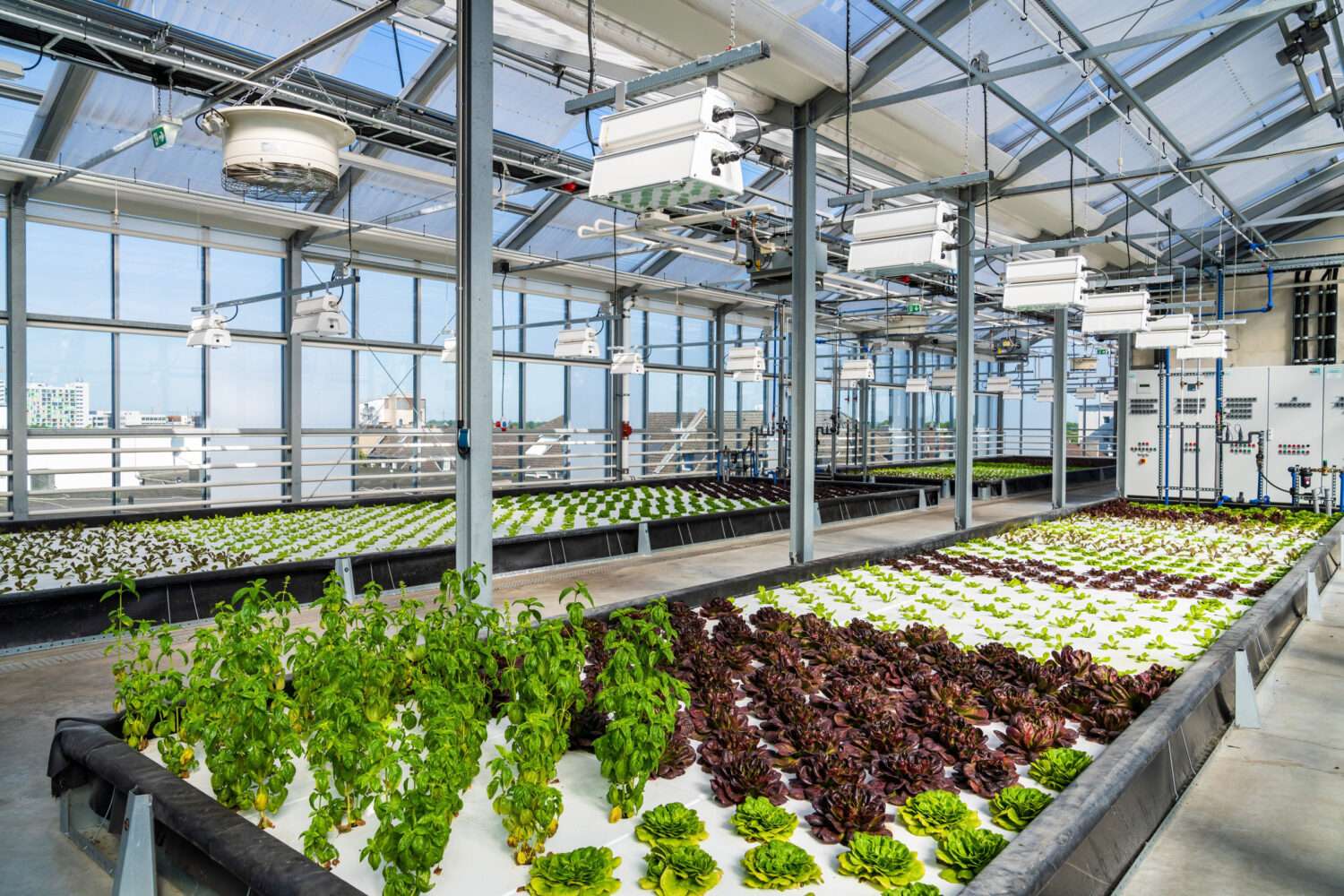 Frank-Rogner-scaled Vertical Farming: Obst und Gemüse unter einem Dach