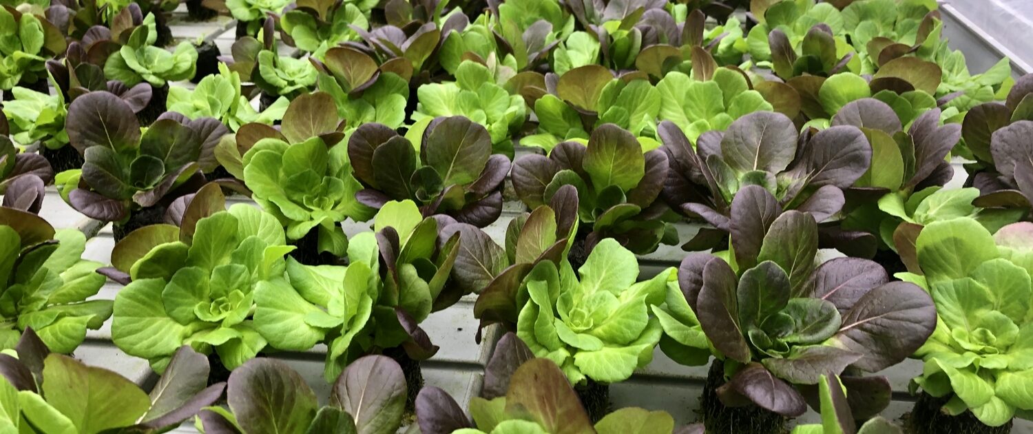 IMG_3006-1500x630 Vertical Farming: Obst und Gemüse unter einem Dach