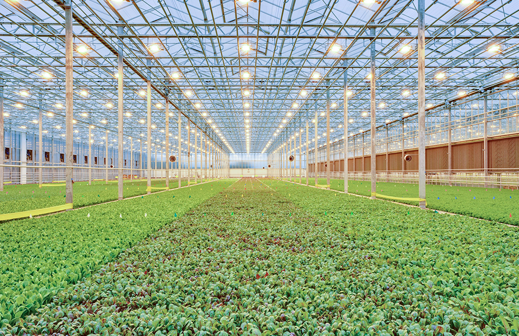 Bright-Farms Hype um urbane Landwirtschaft: Der Milliardenmarkt der Zukunft