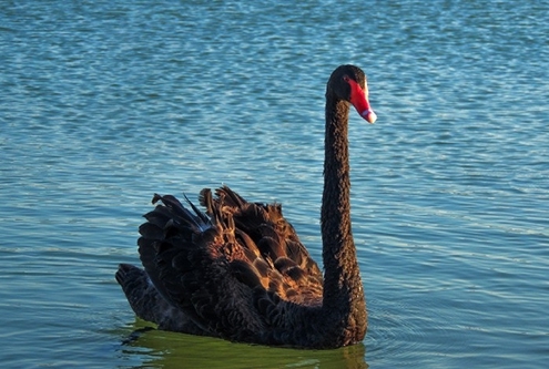 Der-schwaze-Schwan-Foto-Photo-by-Qurratul-Ayin-Sadia-on-Unsplash-1-495x333 Nachhaltigkeit