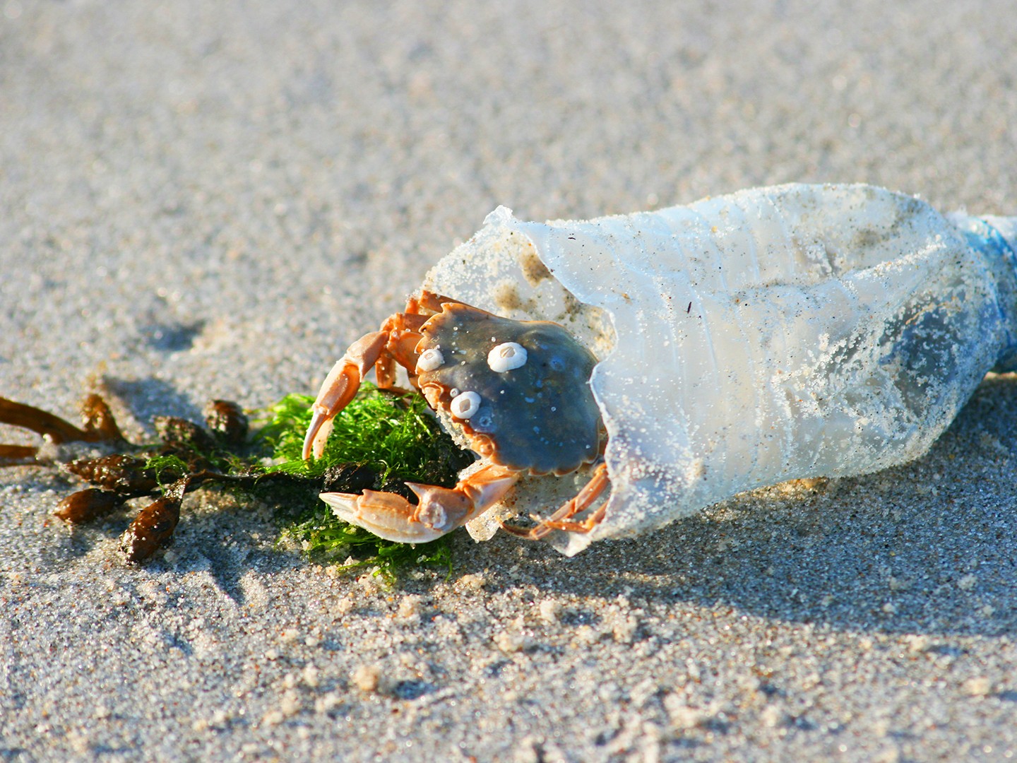 meeresmuell-mikroplastik-teaser Mikroplastik im Meer: Ganzes Ausmaß noch immer nicht absehbar