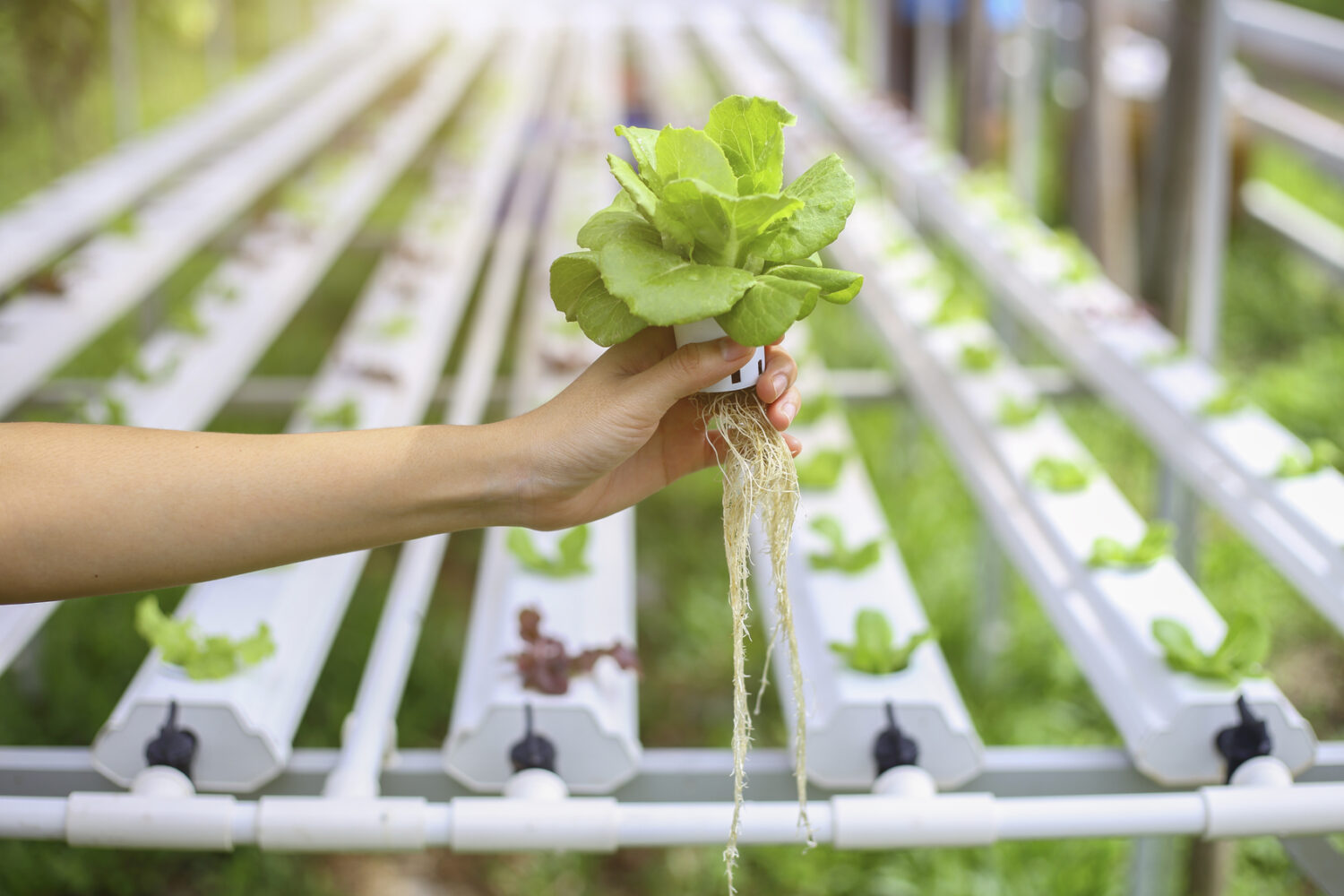Crop-One-Holdings-teams-with-Emirates-Flight-Catering-to-double-production-of-vertical-farms-scaled Weltweit größte Vertical Farm in Dubai eröffnet