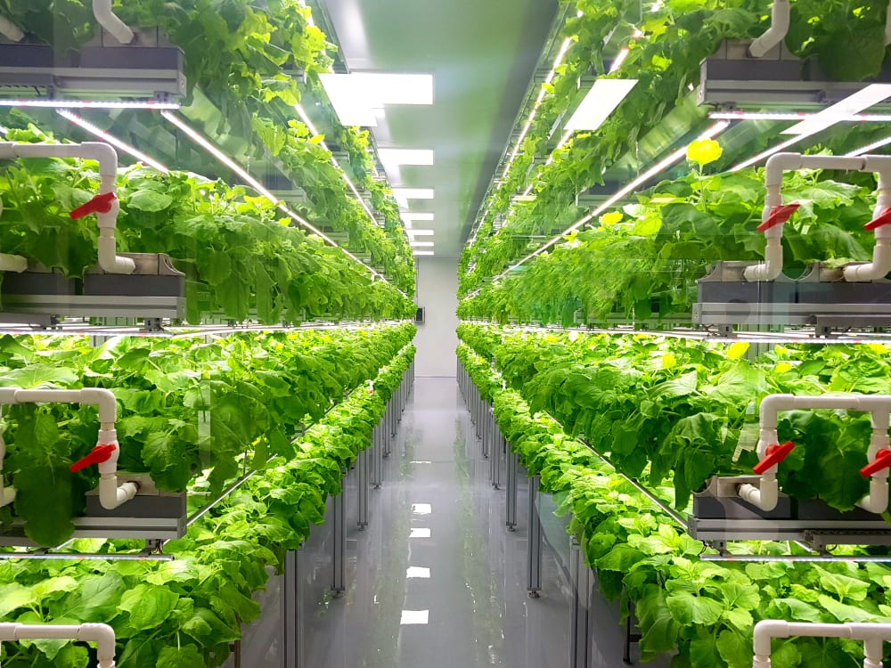 Crop-One-vertical-farming Weltweit größte Vertical Farm in Dubai eröffnet