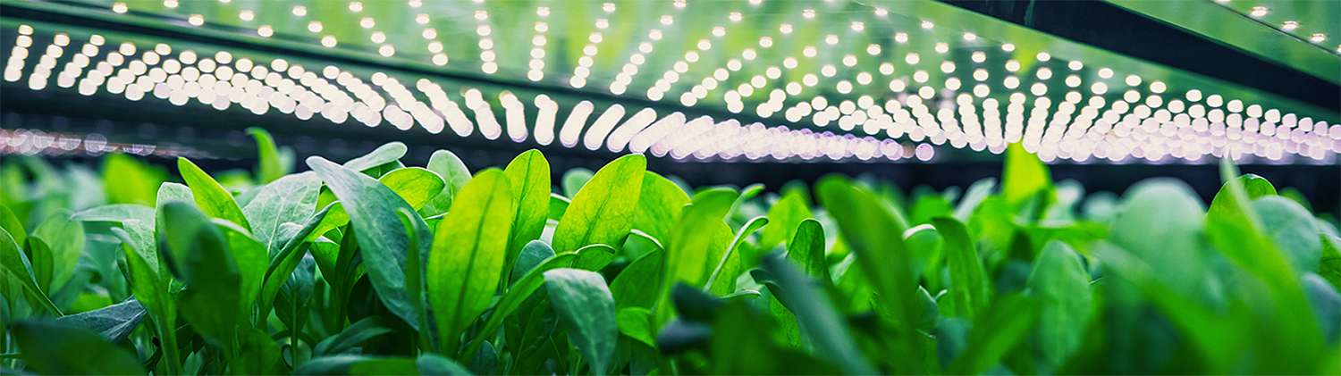 UMsicht Indoor-Farming – Zukunftstechnologie für Deutschland | 19. November 2024, Oberhausen