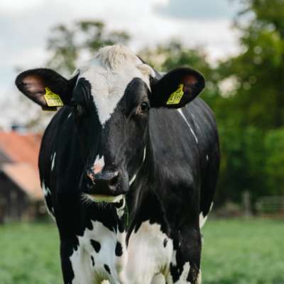 Hemme Milch: Kommt alles vom Hof