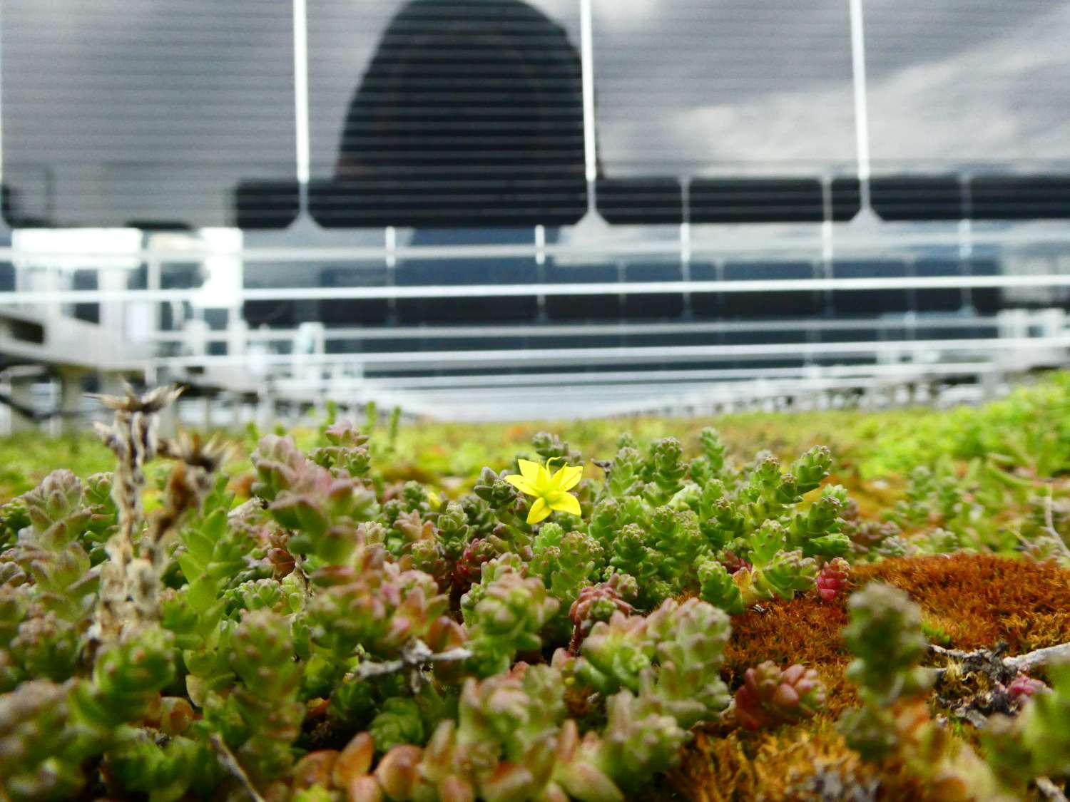 Sedum-flower-and-solar-panel-2-scaled Sempergreen verwandelt graue Gebäude in grüne Oasen
