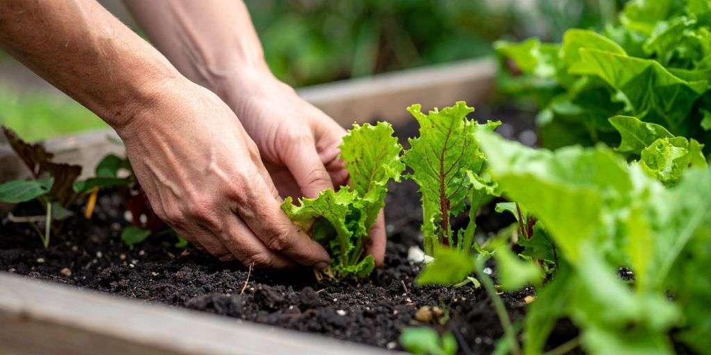 Im-Garten-anpflanzen Zurück zur Natur: Bauerngärten liegen im Trend